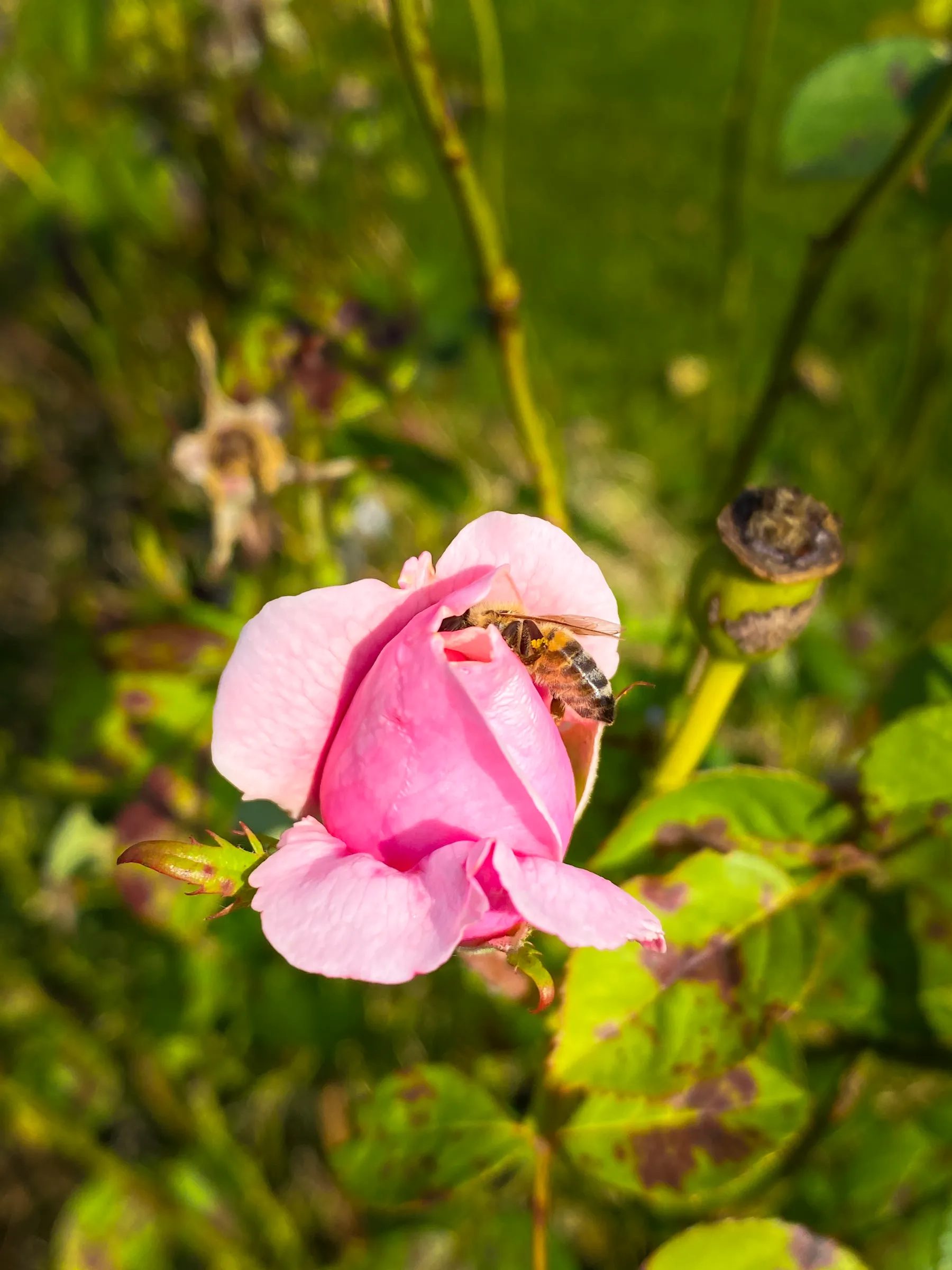 MetClic Portafolio Fotografía